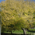 Golden elm- Cambridge Tree Trust